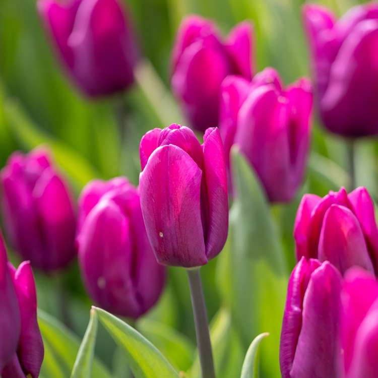 Tulpan 'Purple Prince'